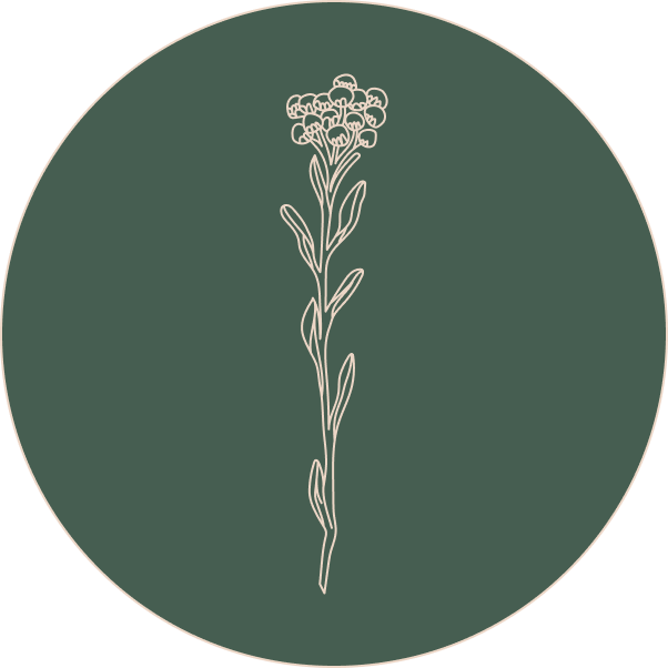 Helichrysum