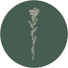 Helichrysum