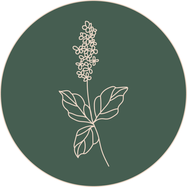 Patchouli