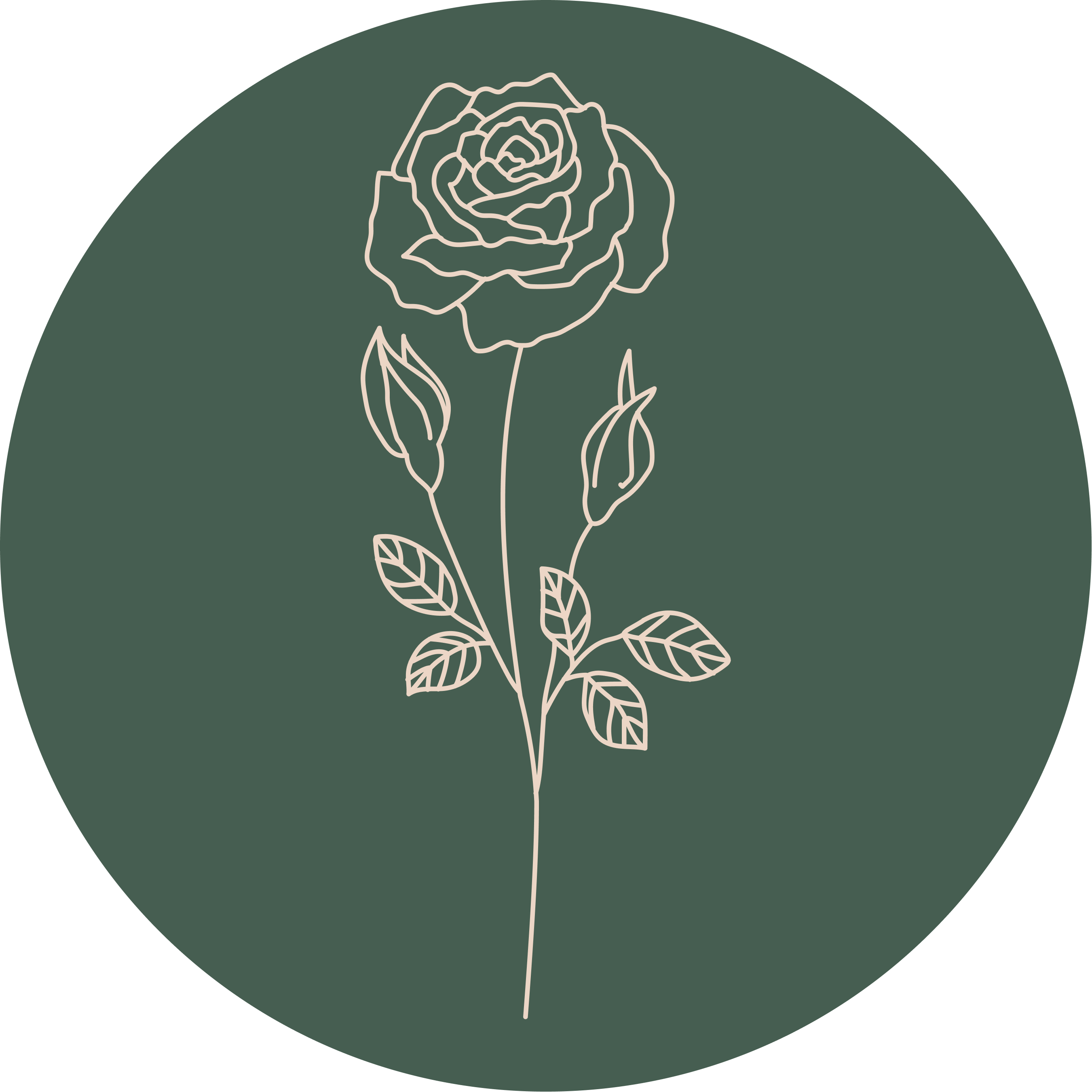 Rose Absolute