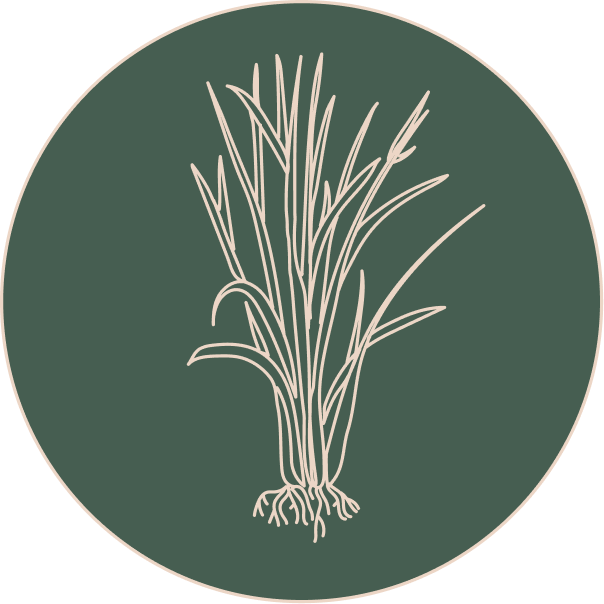 Vetiver